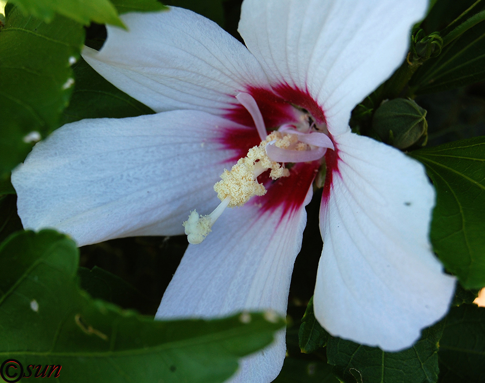 Image of Hibiscus syriacus specimen.