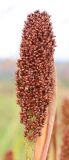 Sorghum bicolor