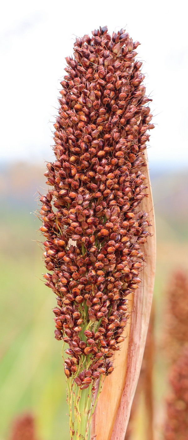 Изображение особи Sorghum bicolor.