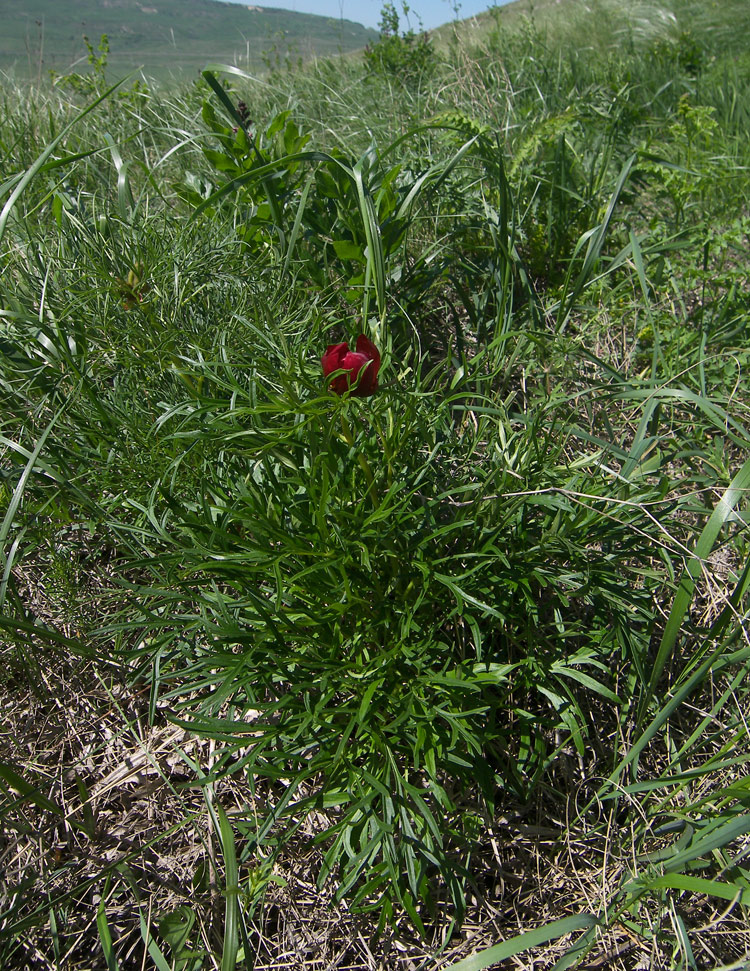 Изображение особи Paeonia biebersteiniana.