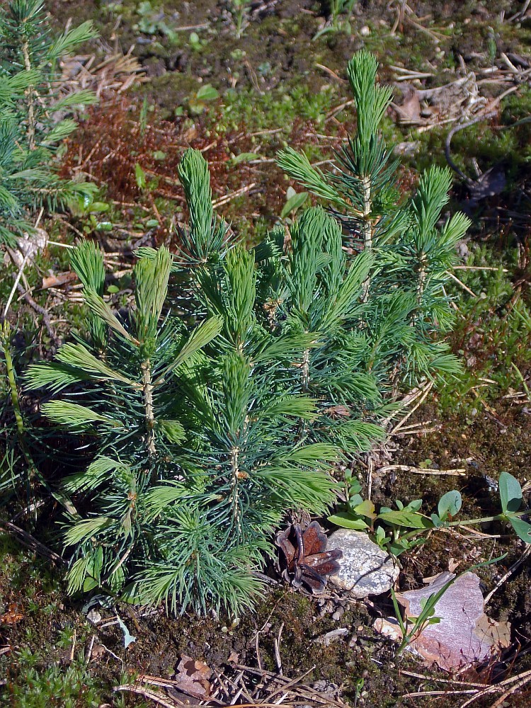 Image of Picea pungens f. glauca specimen.