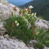 Trifolium polyphyllum. Цветущее растение. Адыгея, Кавказский биосферный заповедник, хр. Каменное Море, в расщелине скалы, ≈ 2000 м н.у.м. 27.06.2015.