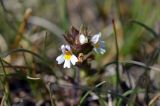 Euphrasia regelii