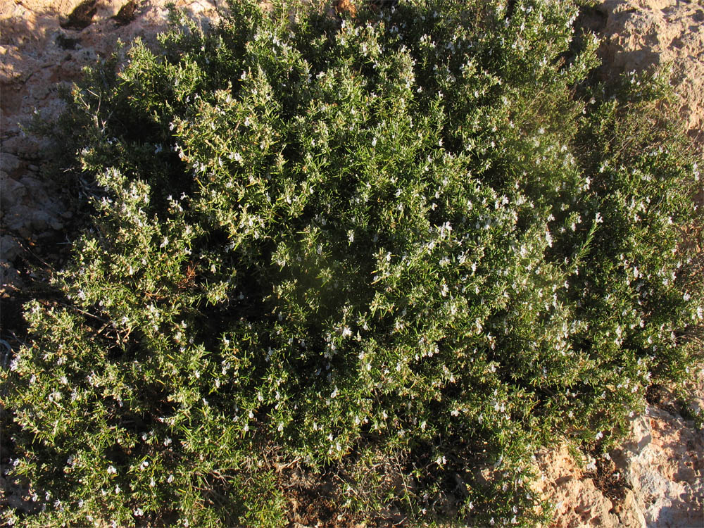 Изображение особи Rosmarinus officinalis.