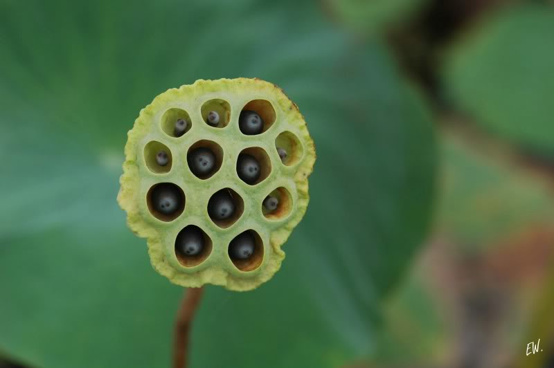 Image of Nelumbo nucifera specimen.