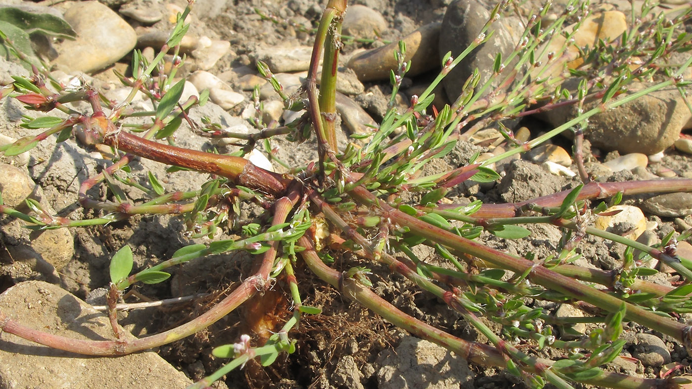 Image of genus Polygonum specimen.