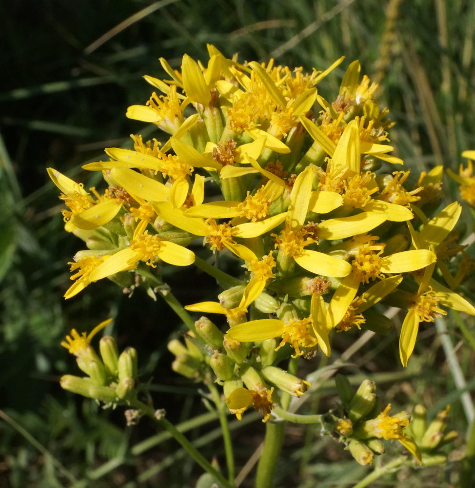 Изображение особи Ligularia songarica.