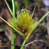 Carex bohemica