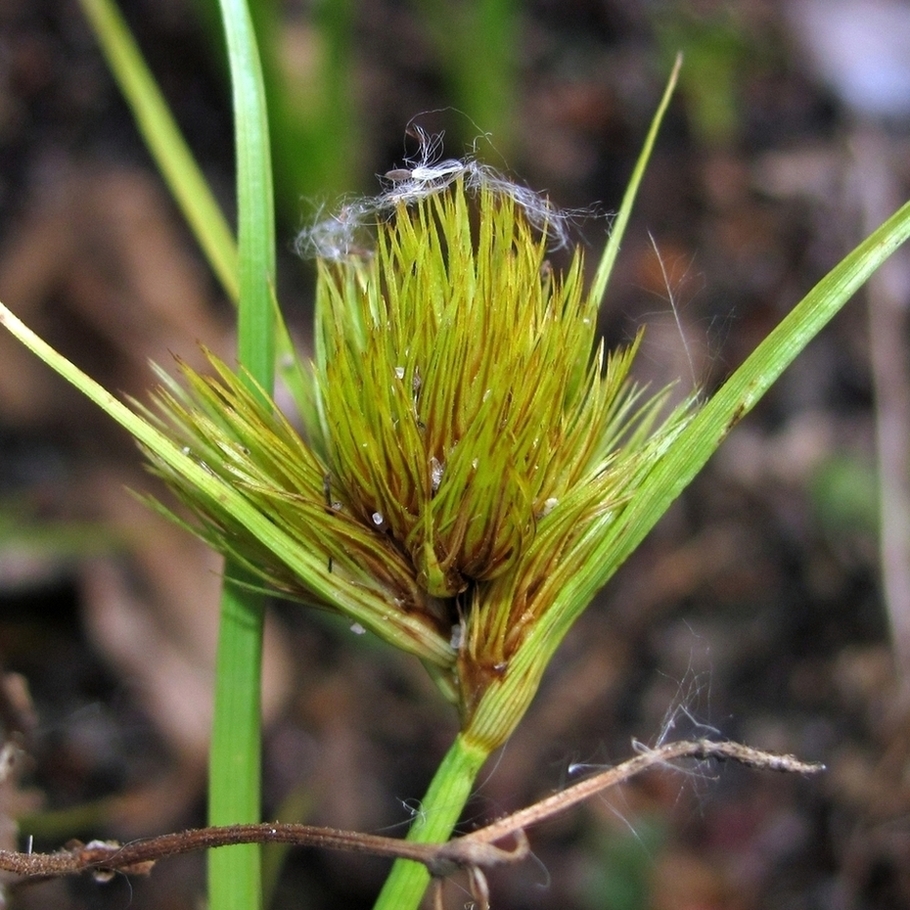 Image of Carex bohemica specimen.