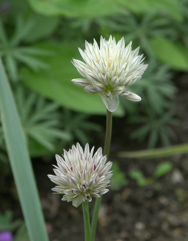 Изображение особи Allium darwasicum.