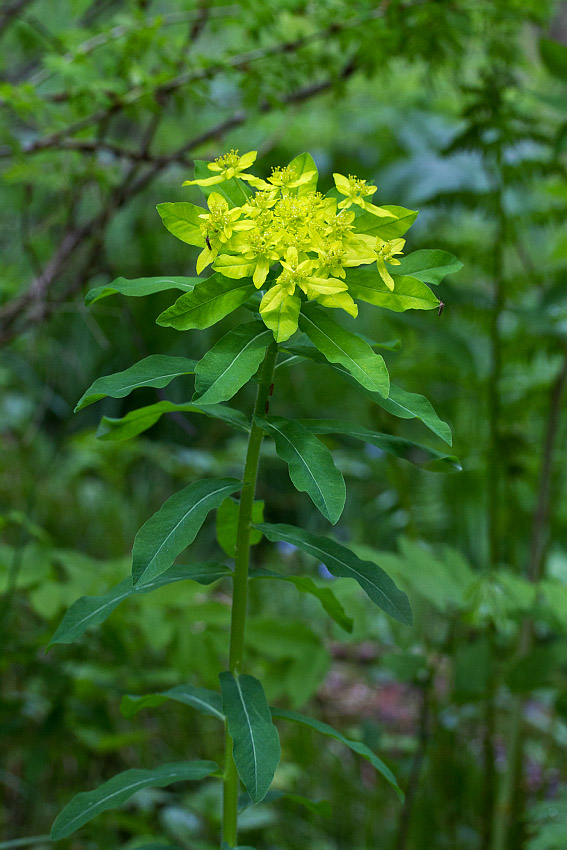 Image of Euphorbia pilosa specimen.