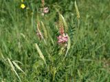 Onobrychis arenaria. Верхушка зацветающего растения. Кыргызстан, Нарынская обл., левый берег р. Нарын, долина, окр. с. Таш-Башат. 14.06.2015.