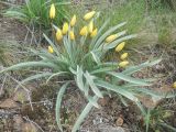 Tulipa scythica