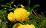 род Vachellia. Часть соцветия. Монако, Сады Святого Мартина (Jardin Saint Martin), в культуре. 23.07.2014.