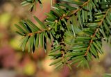 Taxus cuspidata