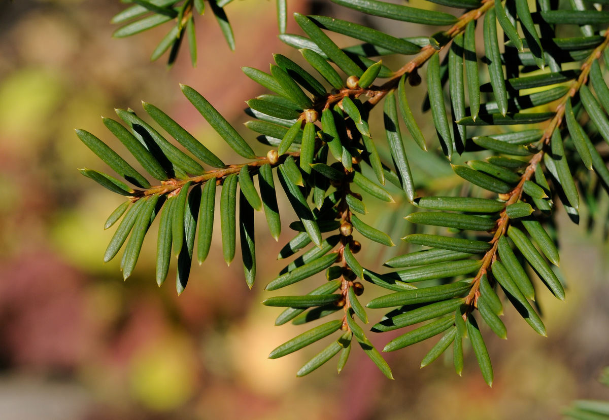 Изображение особи Taxus cuspidata.