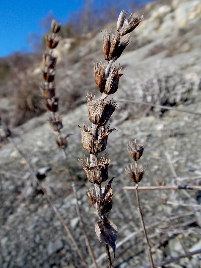 Image of Sideritis euxina specimen.
