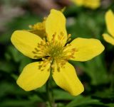 Anemone ranunculoides