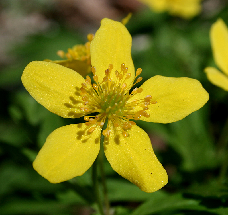 Изображение особи Anemone ranunculoides.