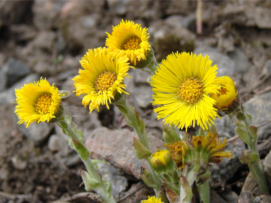 Image of Tussilago farfara specimen.