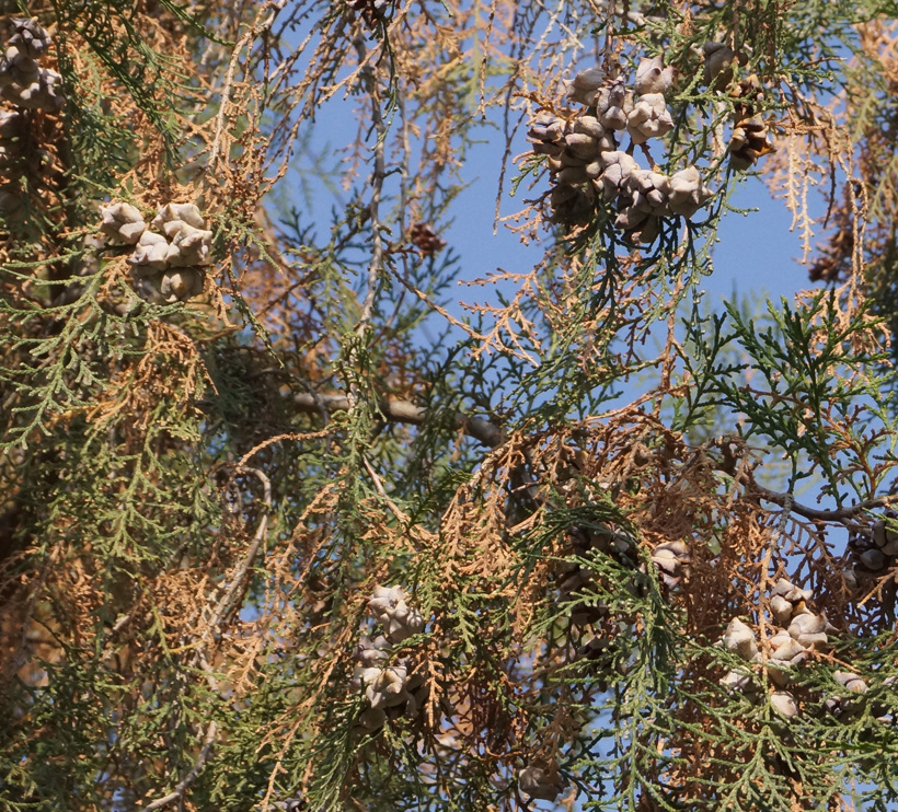 Изображение особи Platycladus orientalis.