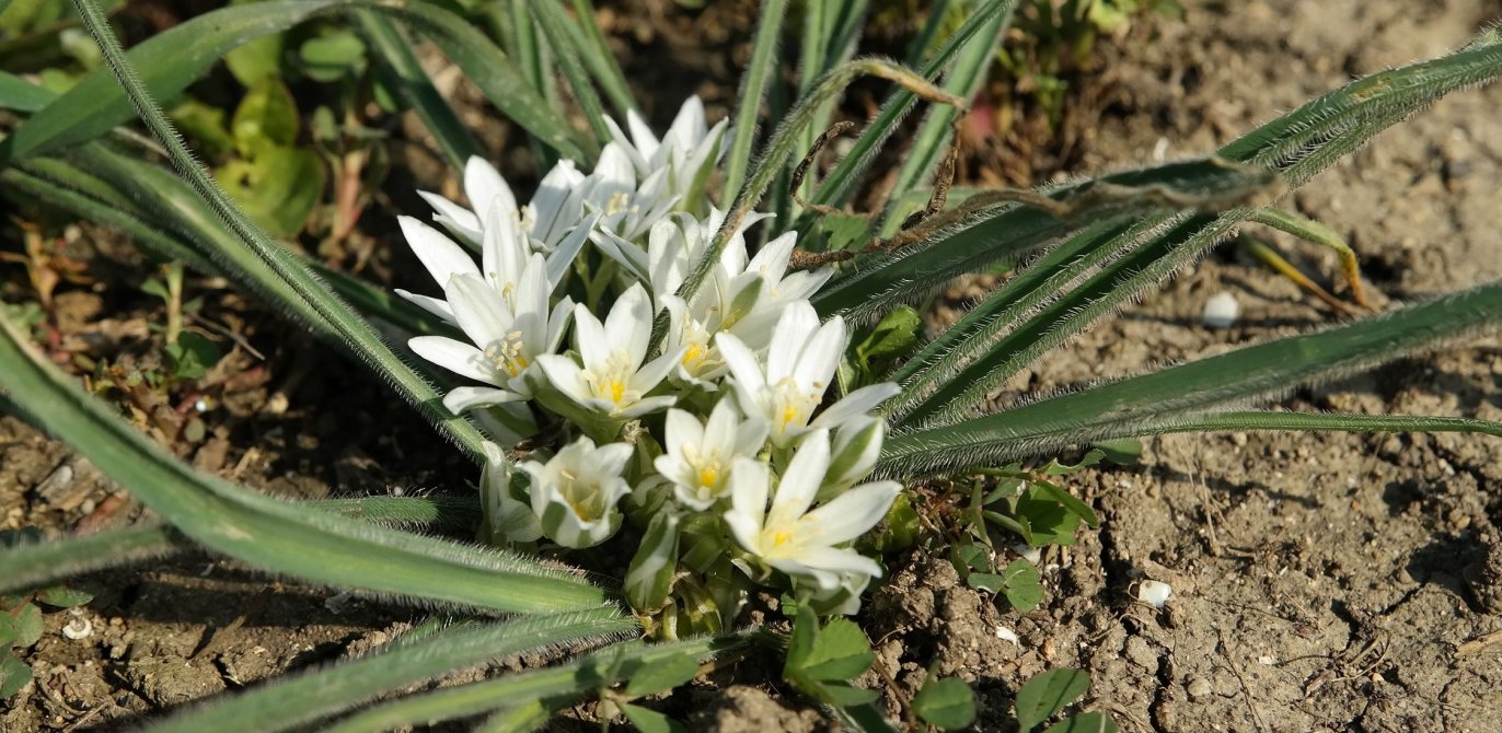 Image of Ornithogalum fimbriatum specimen.