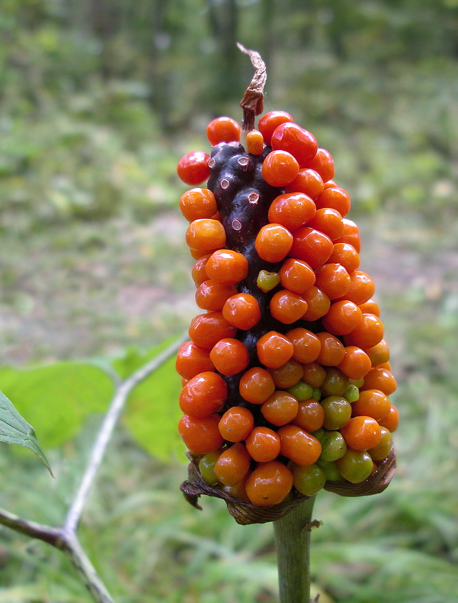 Изображение особи Arisaema peninsulae.