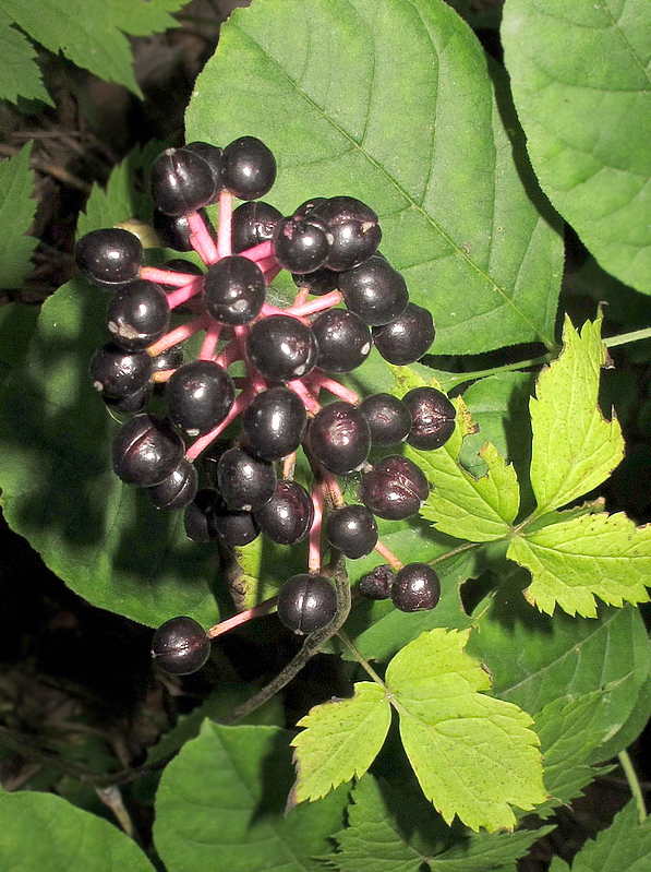Image of Actaea asiatica specimen.