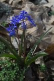 Scilla bifolia. Цветущее растение. Крым, Внутренняя гряда Крымских гор, окр. г. Бахчисарай. Конец апреля 2008 г.