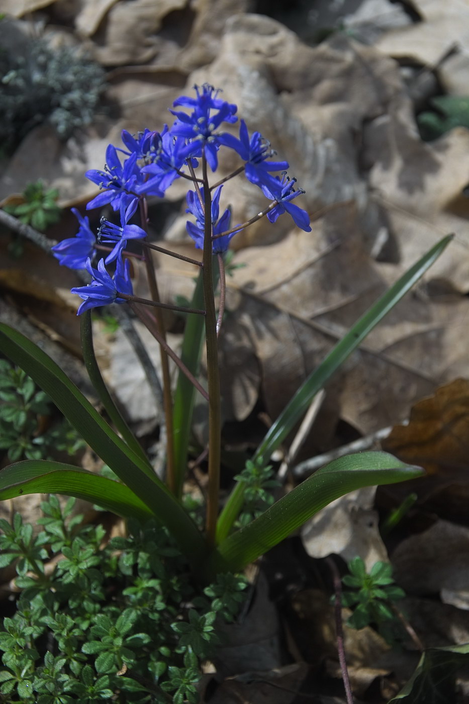 Изображение особи Scilla bifolia.