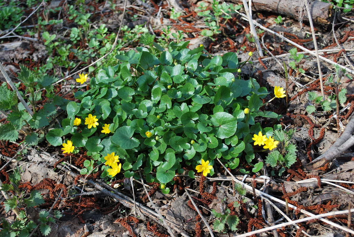 Image of Ficaria verna specimen.