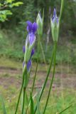 Gentianopsis barbata. Верхушки цветущих растений. Свердловская обл., окр. г. Североуральск, разнотравная обочина дороги в сосново-еловом лесу. 10.08.2008.