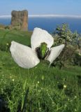 Papaver albiflorum. Цветок. Крым, Карадагский заповедник, гора Святая, склон с рудеральной растительностью среди посадок сосны. 14 мая 2015 г.