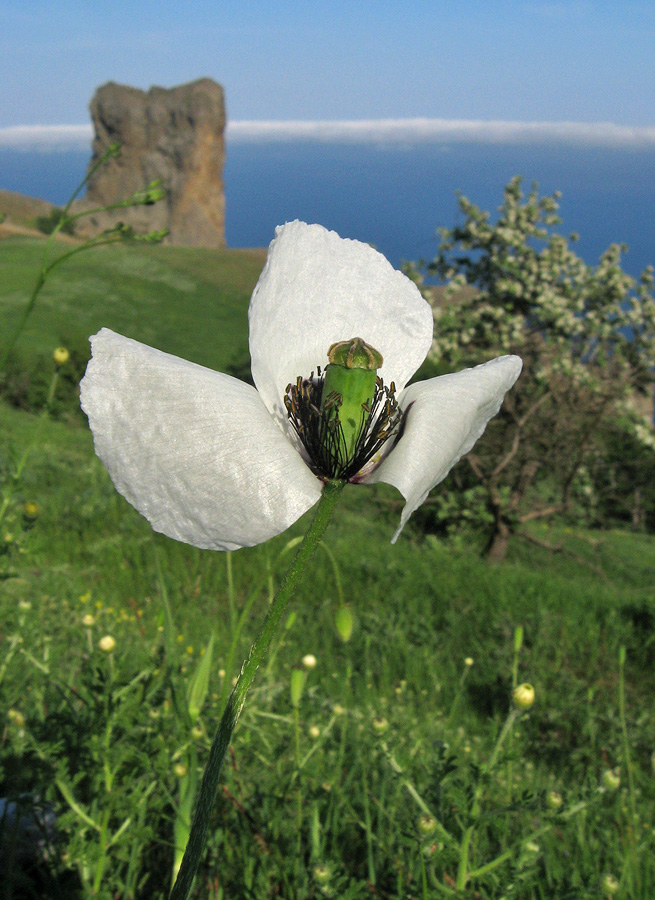 Image of Papaver albiflorum specimen.