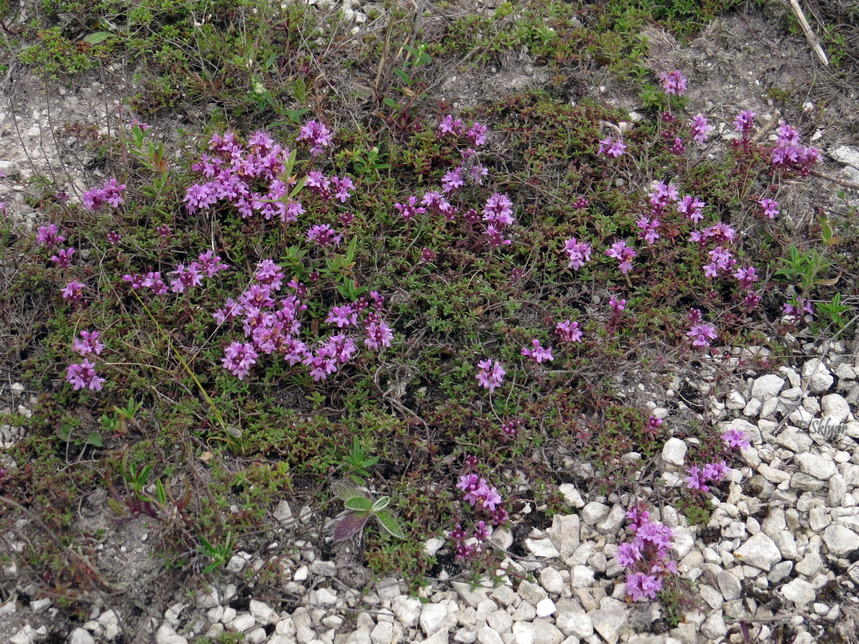 Изображение особи Thymus calcareus.