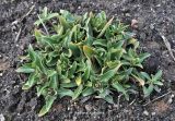 Gentiana dinarica
