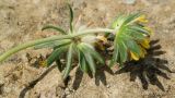 Anthyllis taurica
