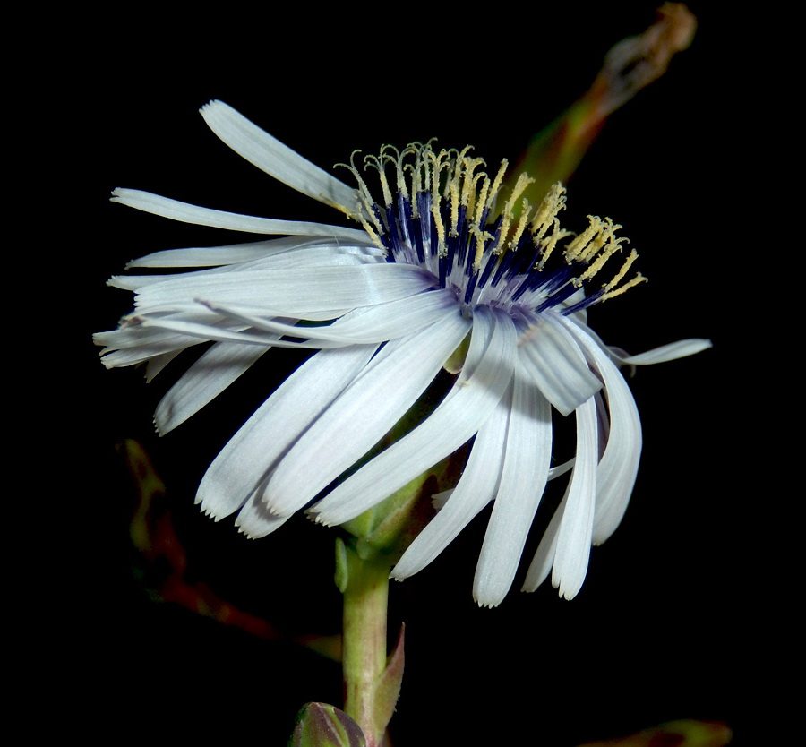 Image of Lactuca tuberosa specimen.