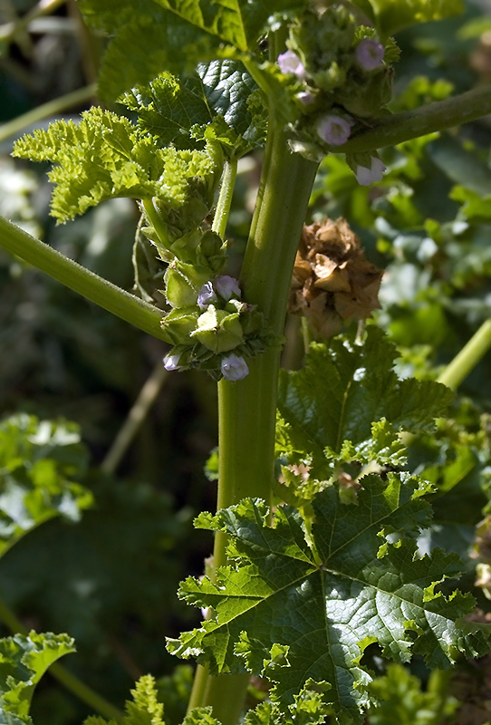 Изображение особи Malva verticillata var. crispa.