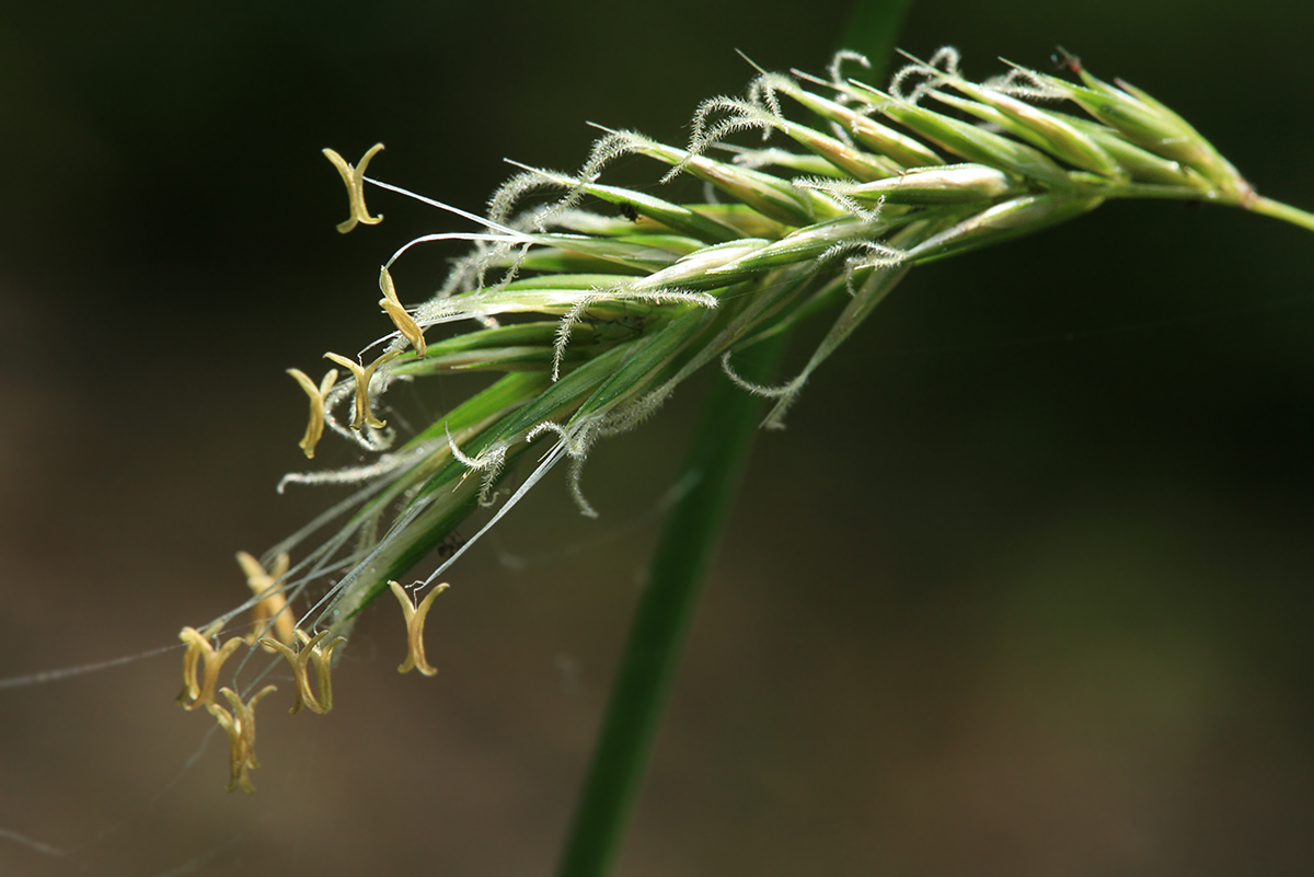 Image of Anthoxanthum odoratum specimen.