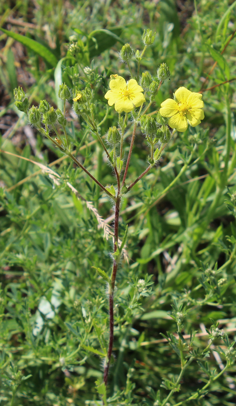 Изображение особи Potentilla recta.