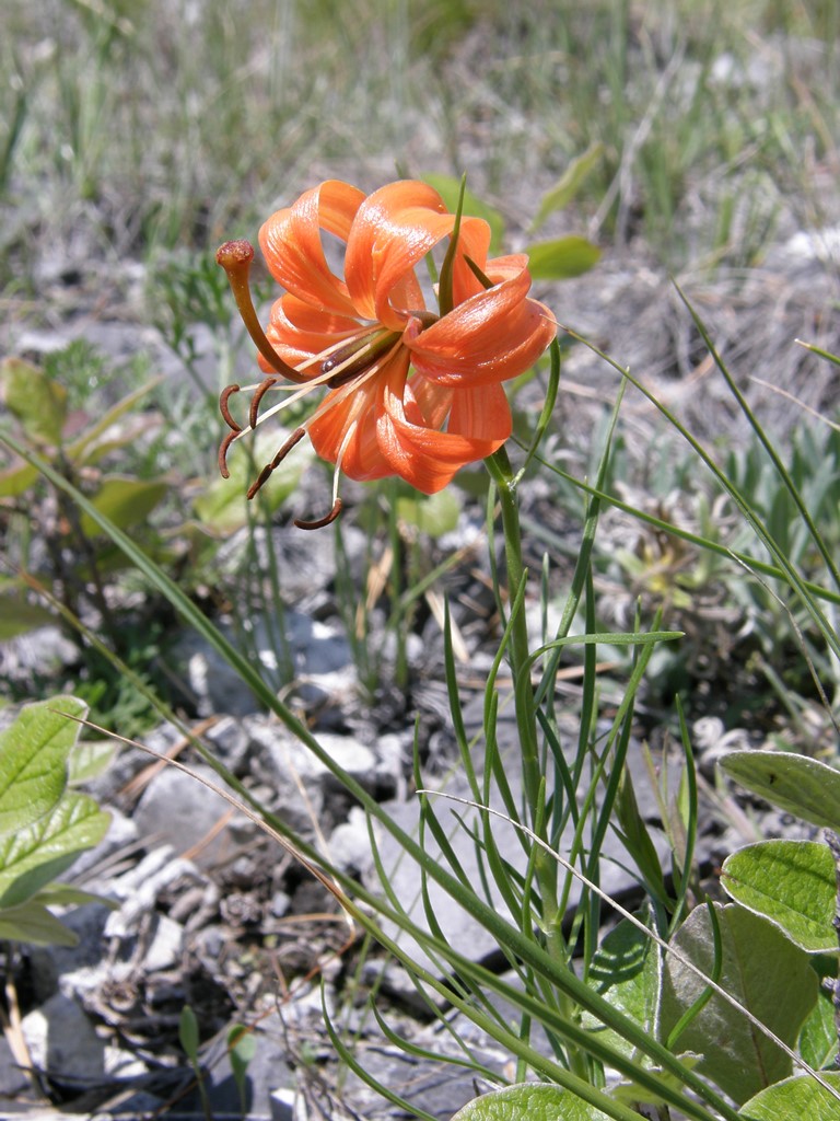 Image of Lilium pumilum specimen.