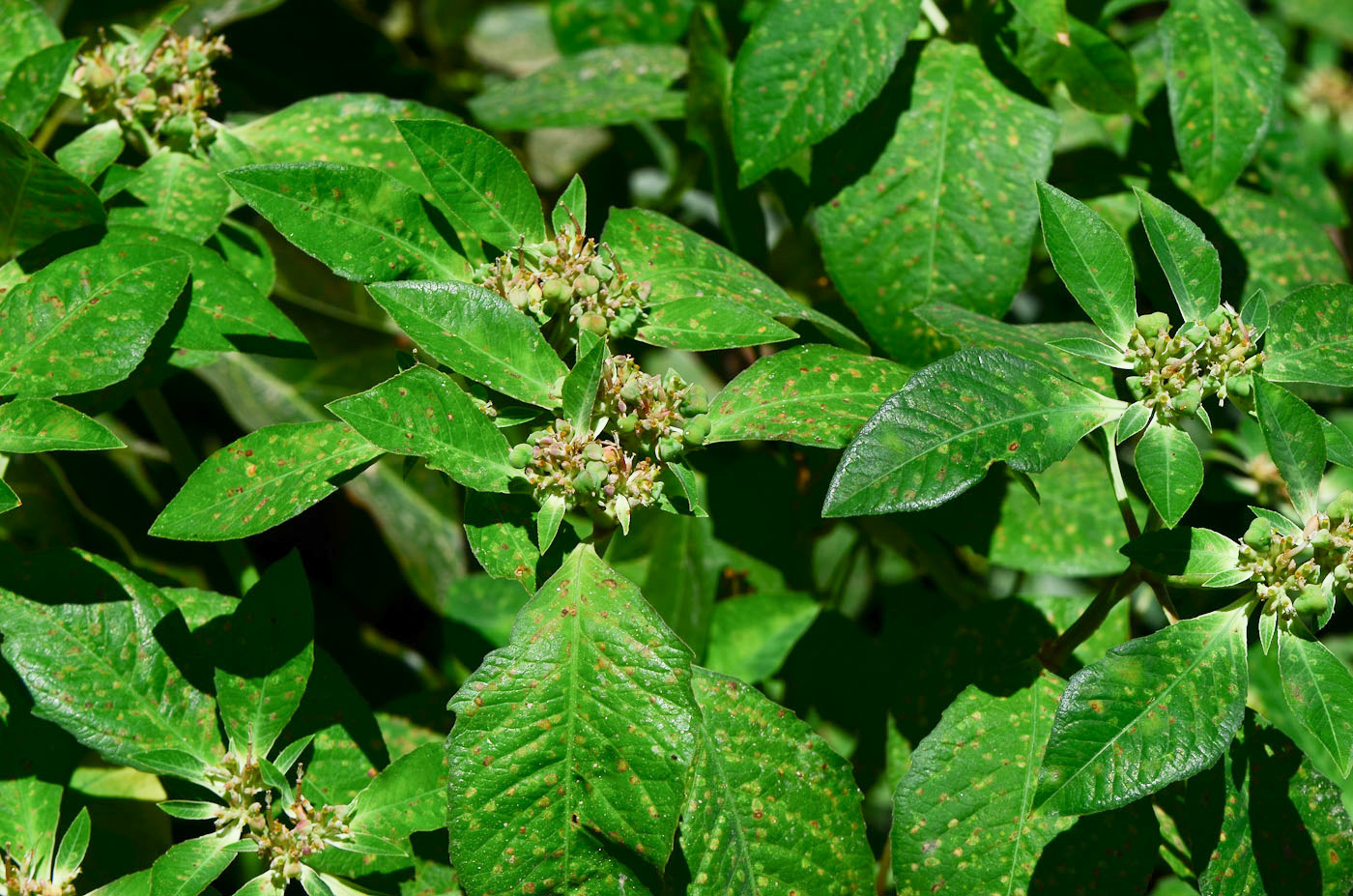 Image of Euphorbia heterophylla specimen.