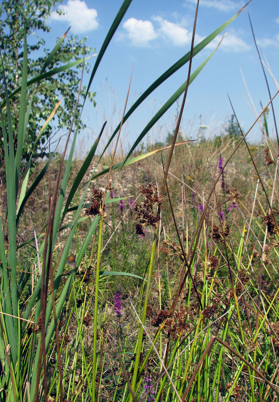 Изображение особи Juncus effusus.