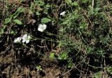 Minuartia circassica