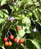 Solanum dulcamara