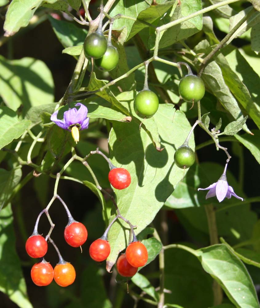 Изображение особи Solanum dulcamara.