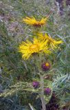 Inula helenium