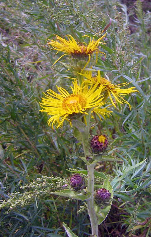 Изображение особи Inula helenium.