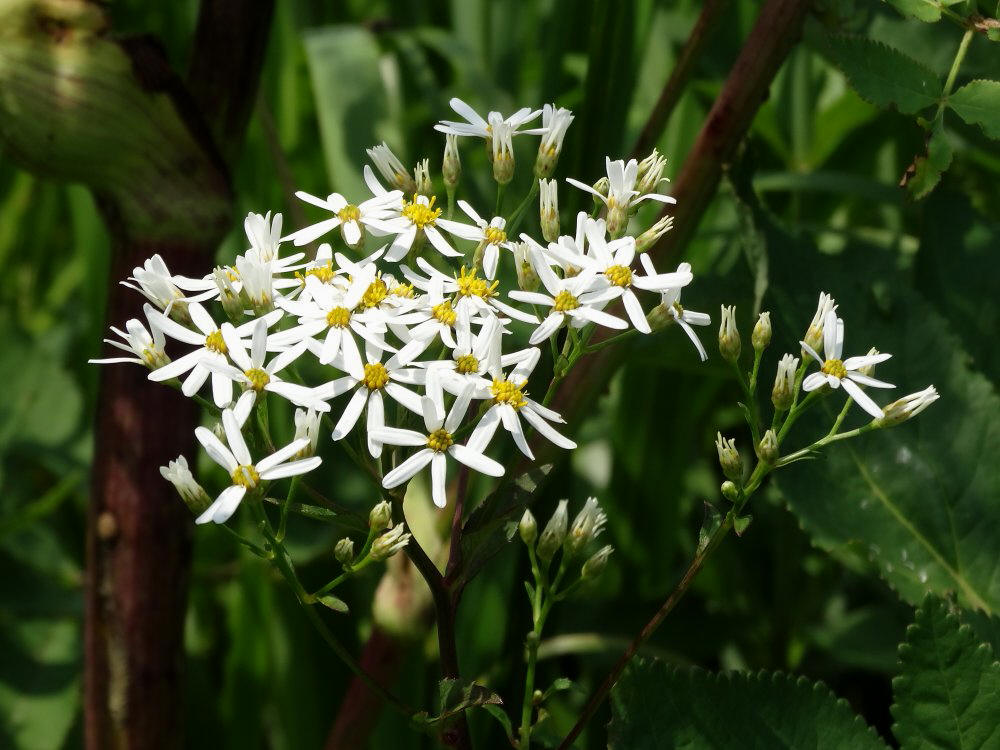 Изображение особи Doellingeria scabra.